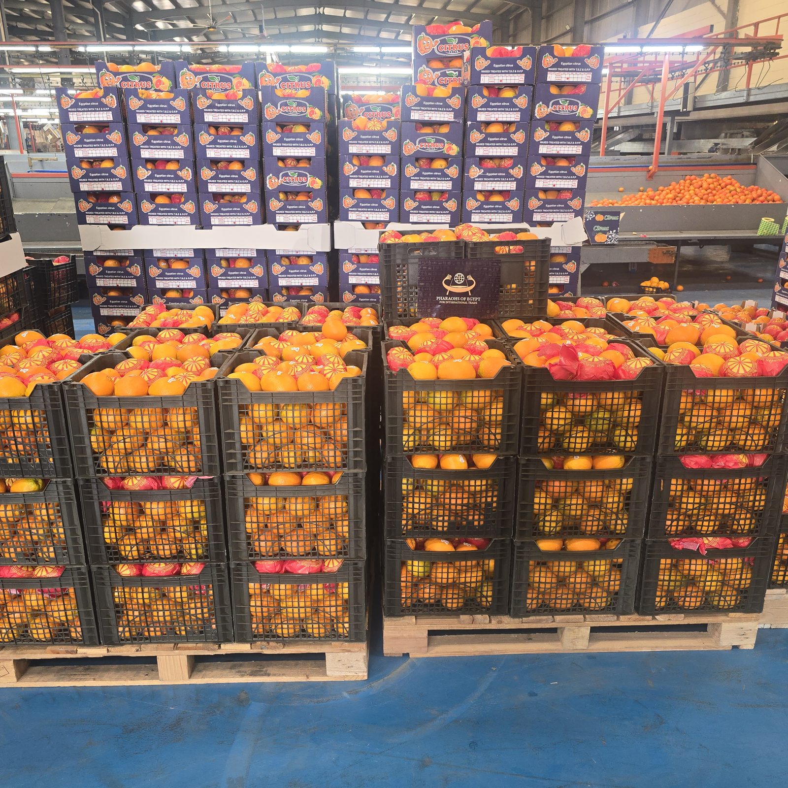 Palletised Egyptian citrus export cartons in the warehouse as the packhouse line changes over from mango