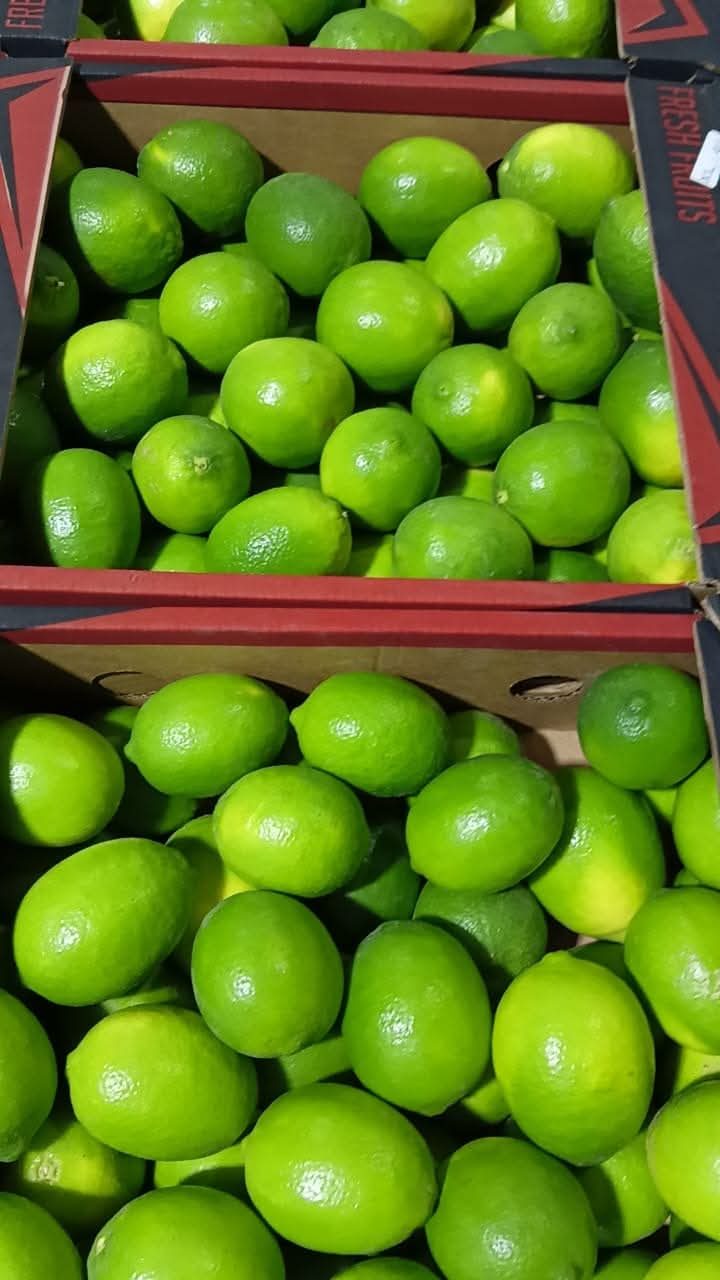 Fresh Egyptian limes closeup quality