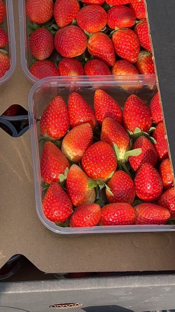 Egyptian fresh strawberries in punnets
