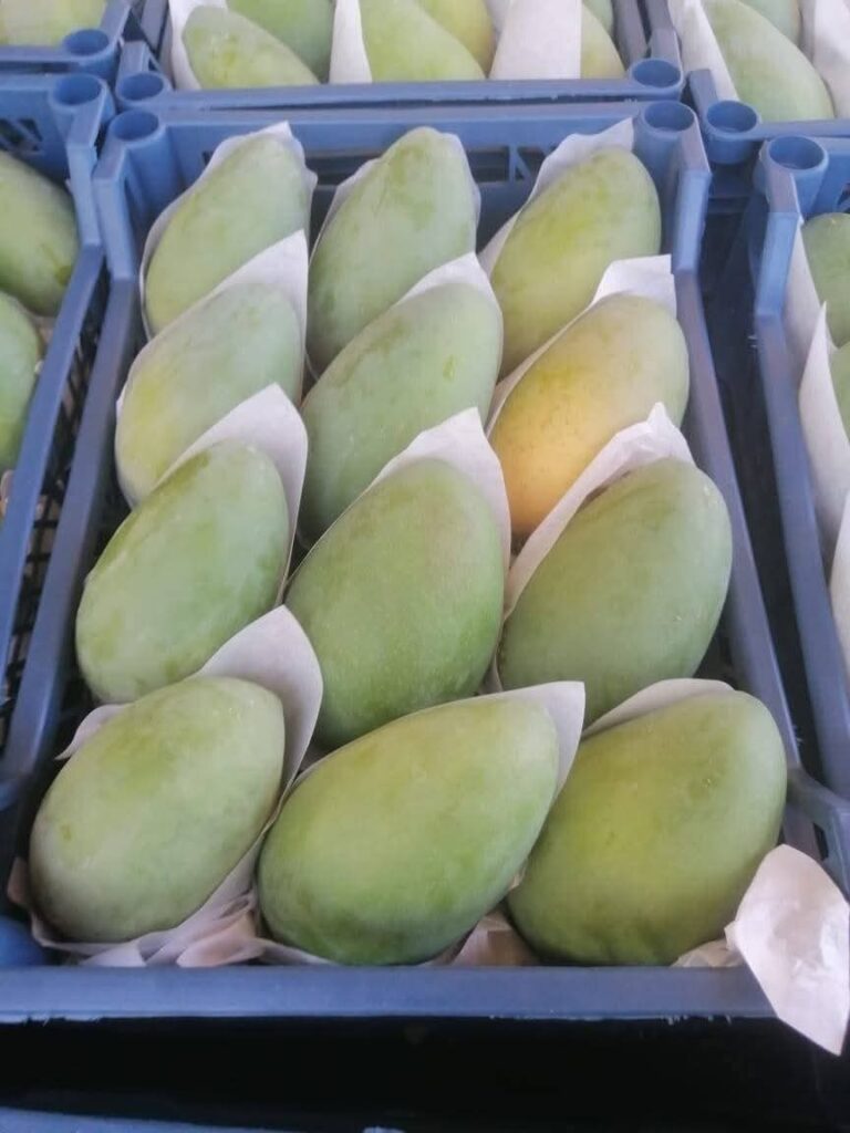 Fresh harvest Keitt mangoes from Egypt