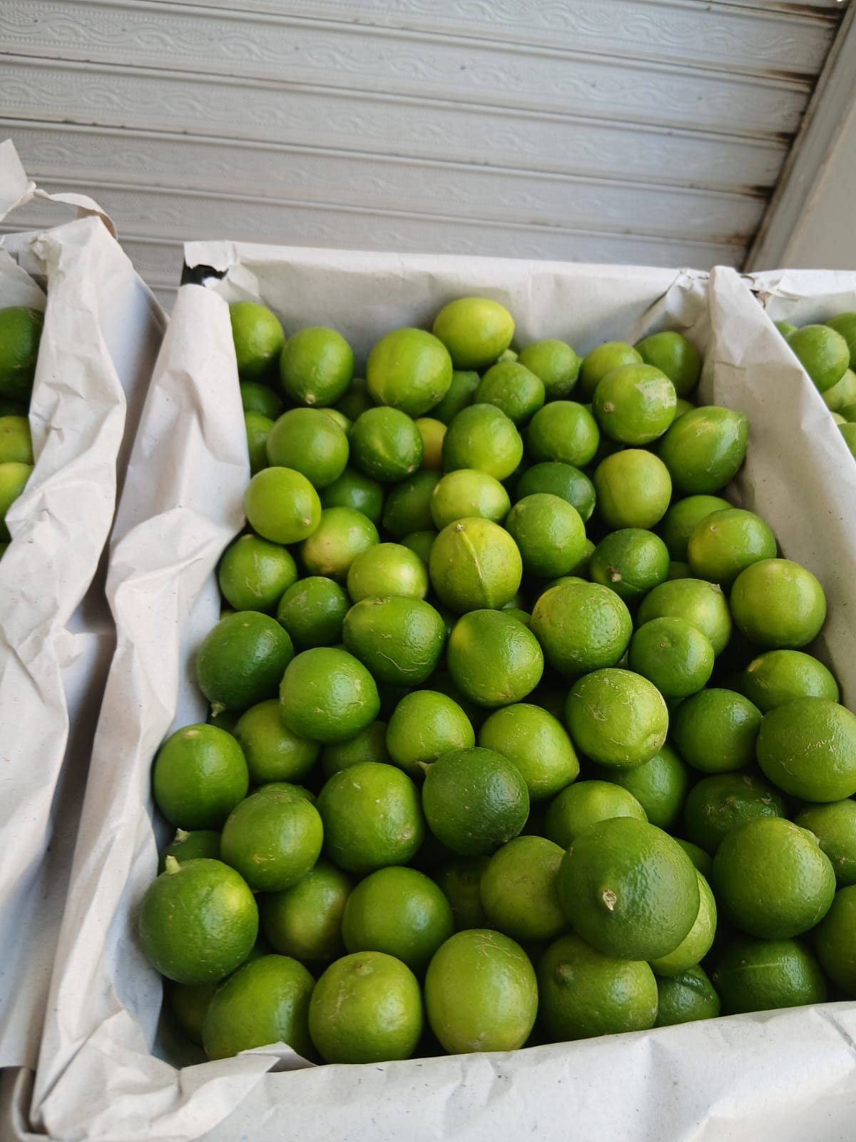 Egyptian lemons and limes in export crate