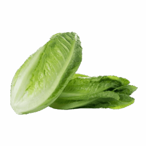Lettuce - Egyptian export by Nile Prime