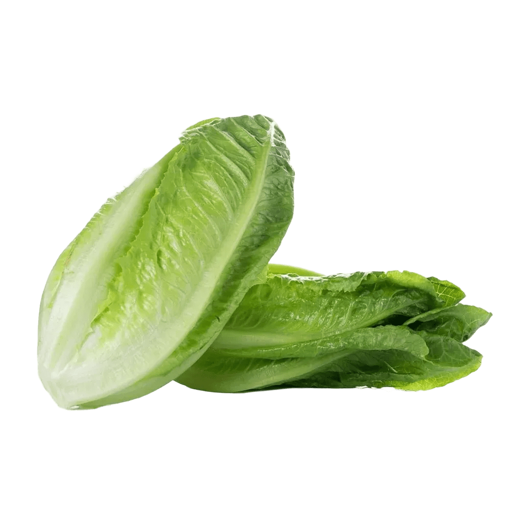 Lettuce - Egyptian export by Nile Prime