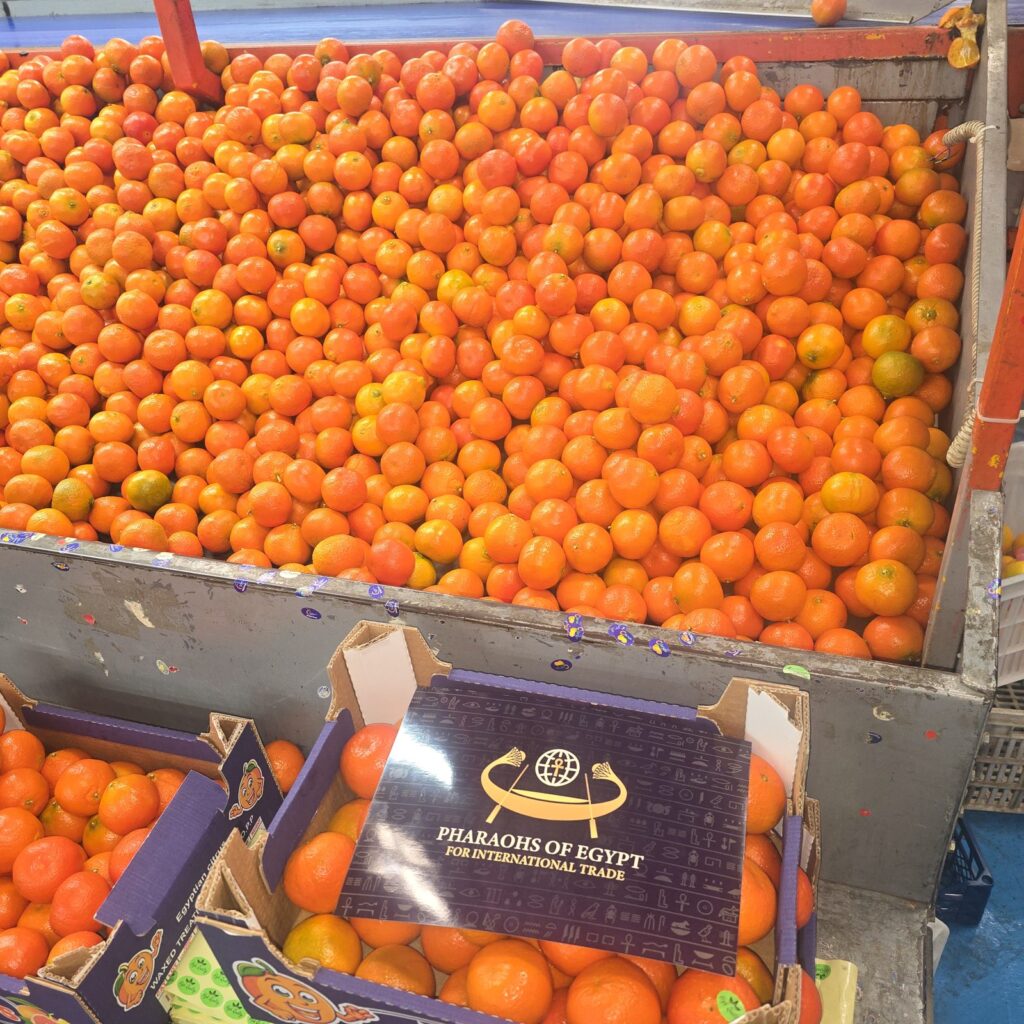 Egyptian mandarins on the packing line at Nile Prime packhouse