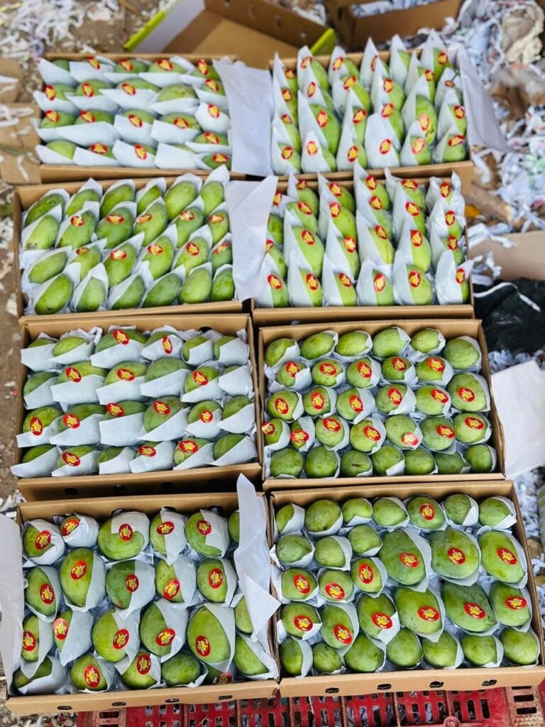 Egyptian mango export boxes packed for shipping
