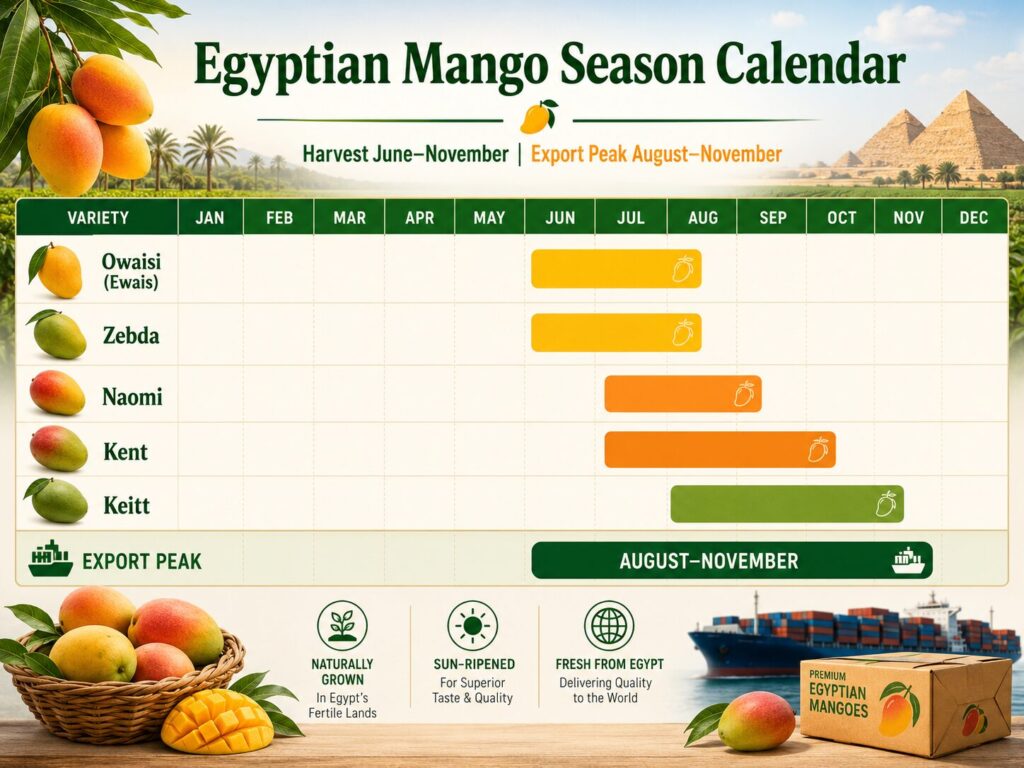 Egyptian mango export season calendar harvest months by variety