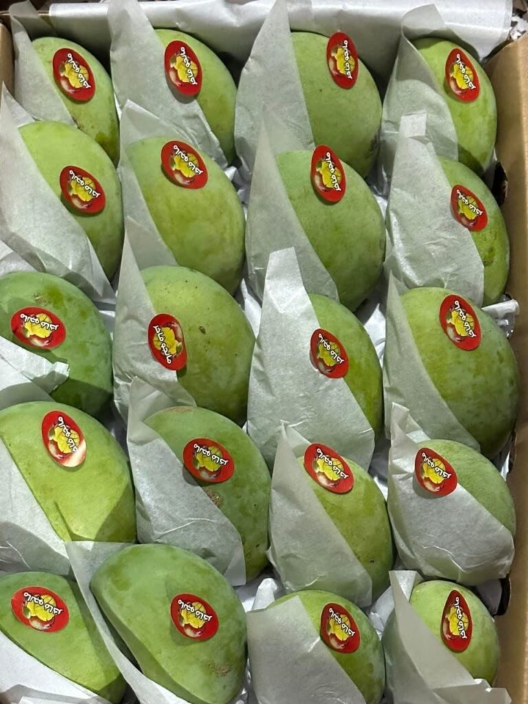 Premium Egyptian mangoes wrapped for export