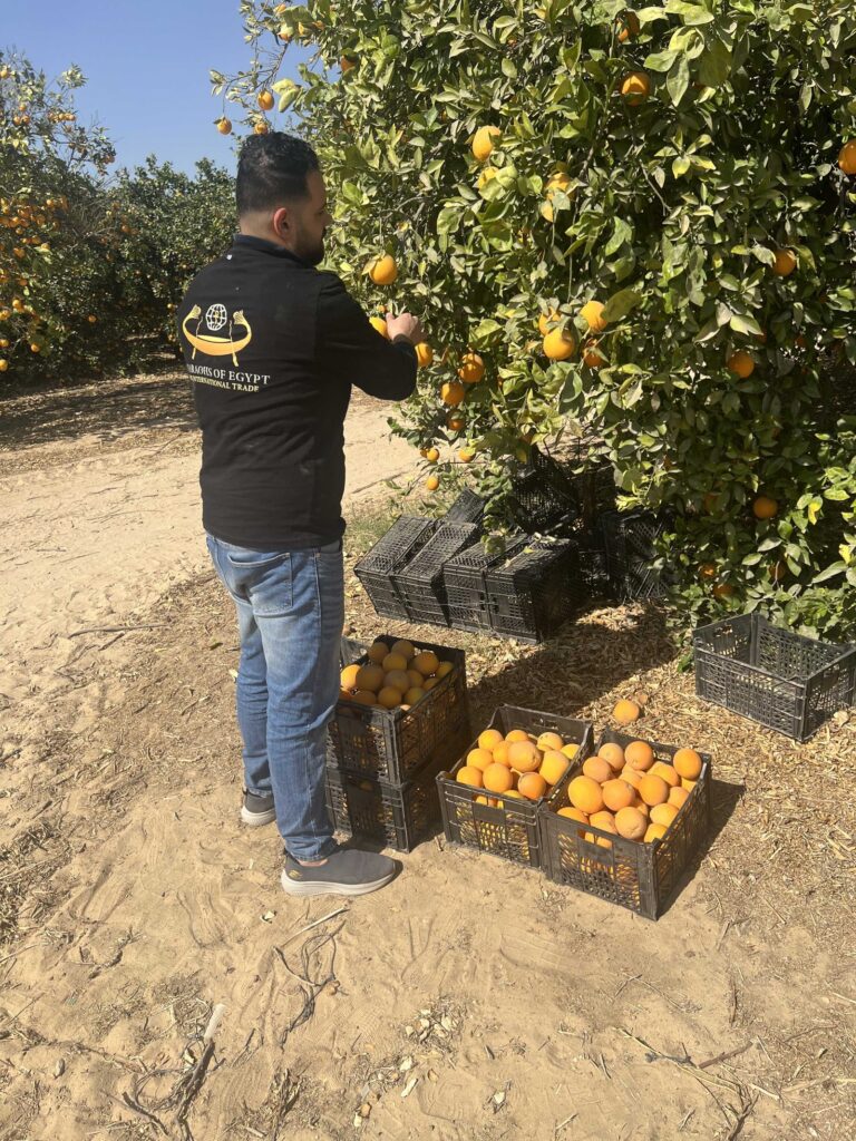 Egyptian orange orchard harvest for export