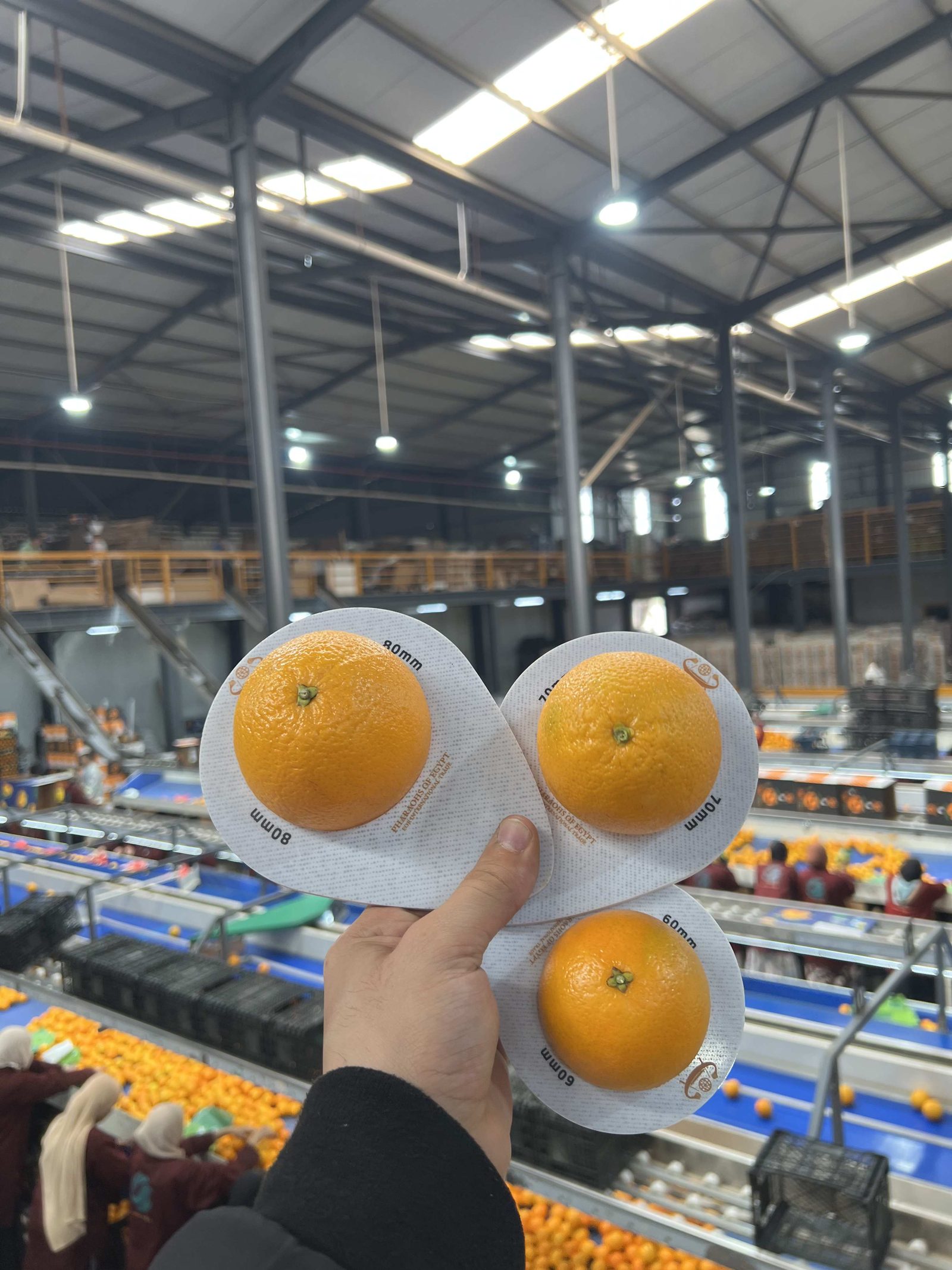 A perfect sample proves a grading eye — a trial container proves a system