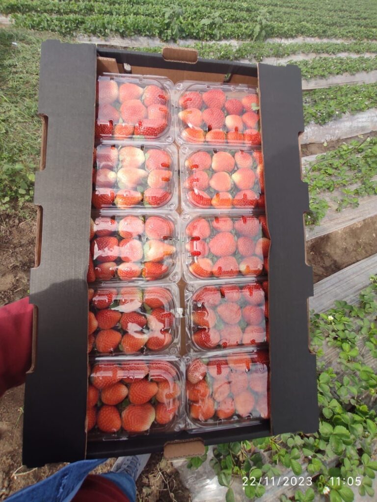 Egyptian strawberries packing at the farm