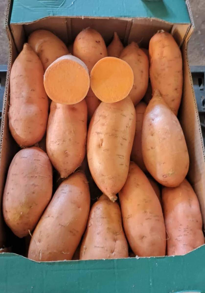 Egyptian Beauregard sweet potatoes in export box