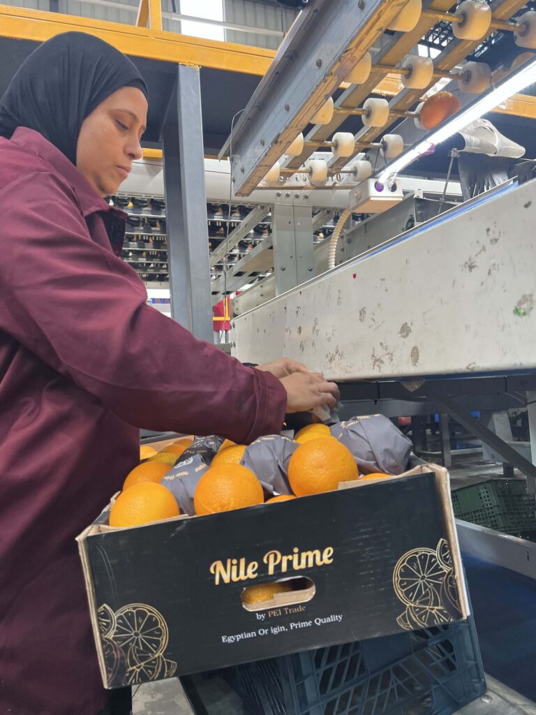 Nile Prime branded orange carton being packed at the packhouse