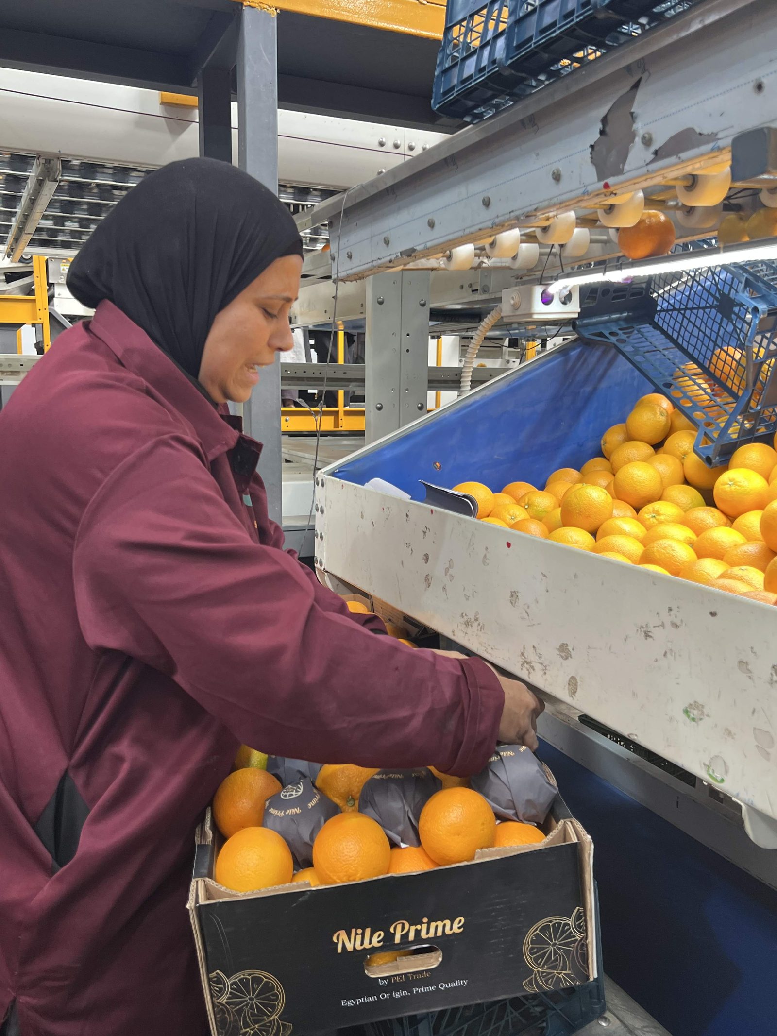 A packhouse floor tells you more about an exporter than its website ever will