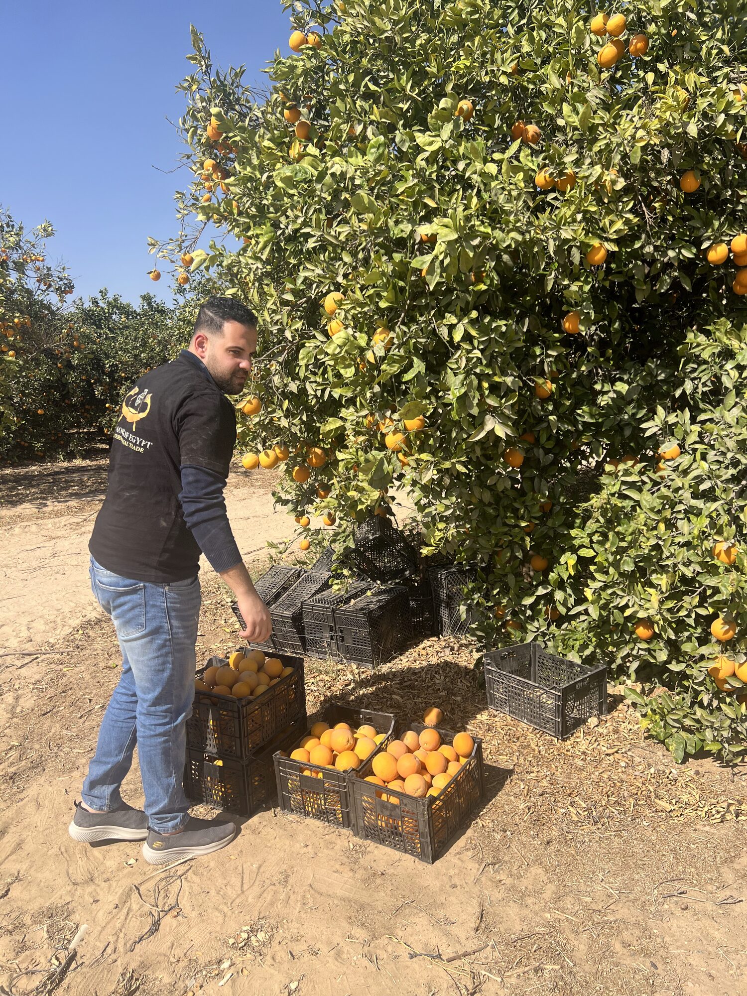 Worker carrying a field crate of oranges out of the orchard