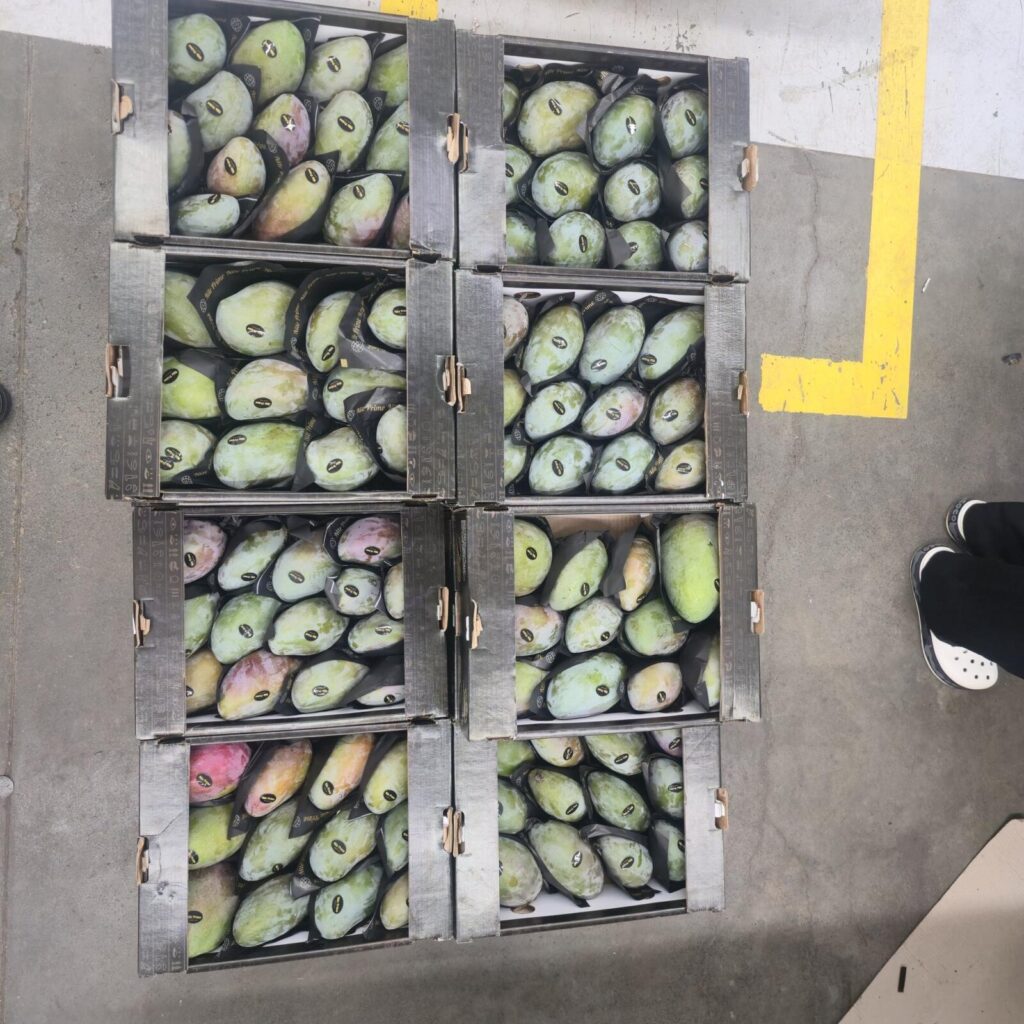 Eight open export cartons of Egyptian mangoes packed to different counts, seen from above