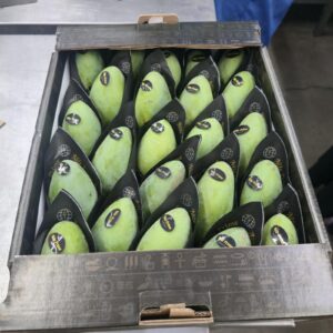 Full carton of bright green Egyptian mangoes in Nile Prime sleeves, top view