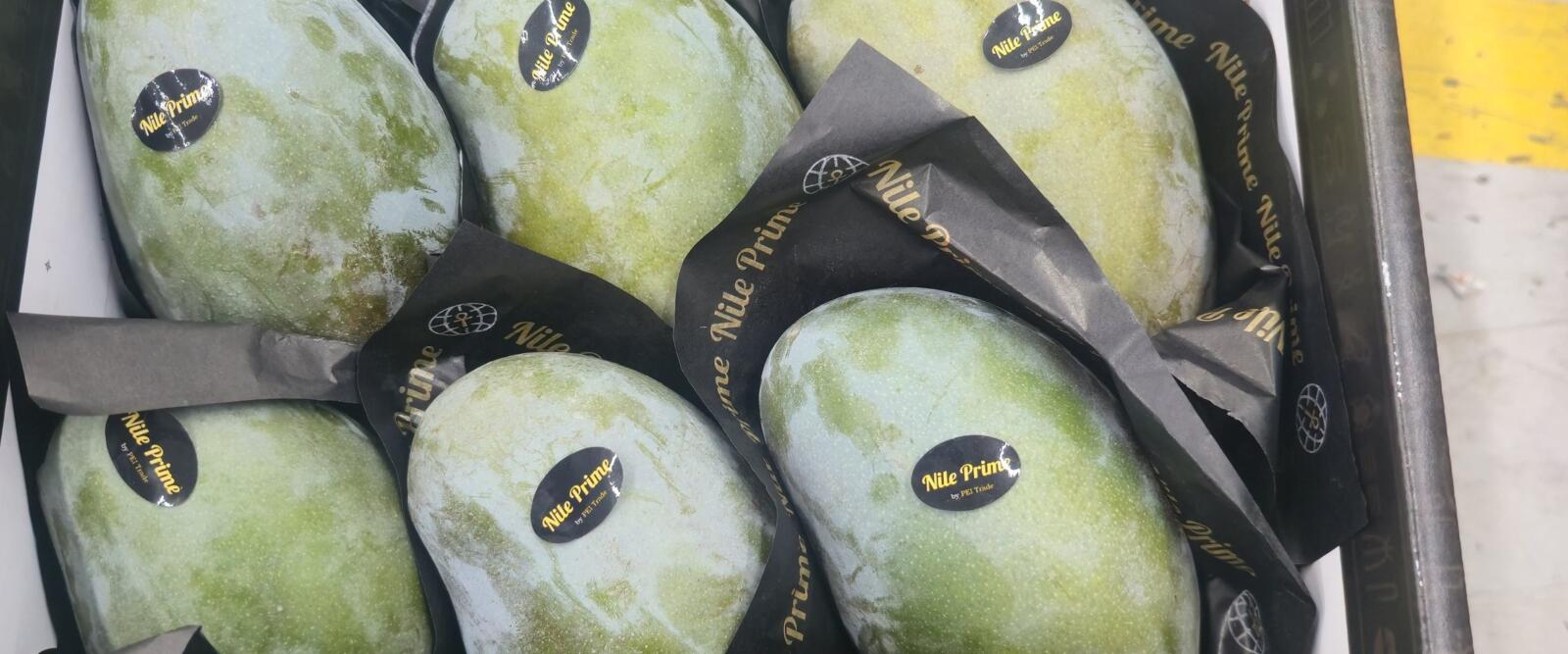 Egyptian mangoes in branded sleeves inside an export carton