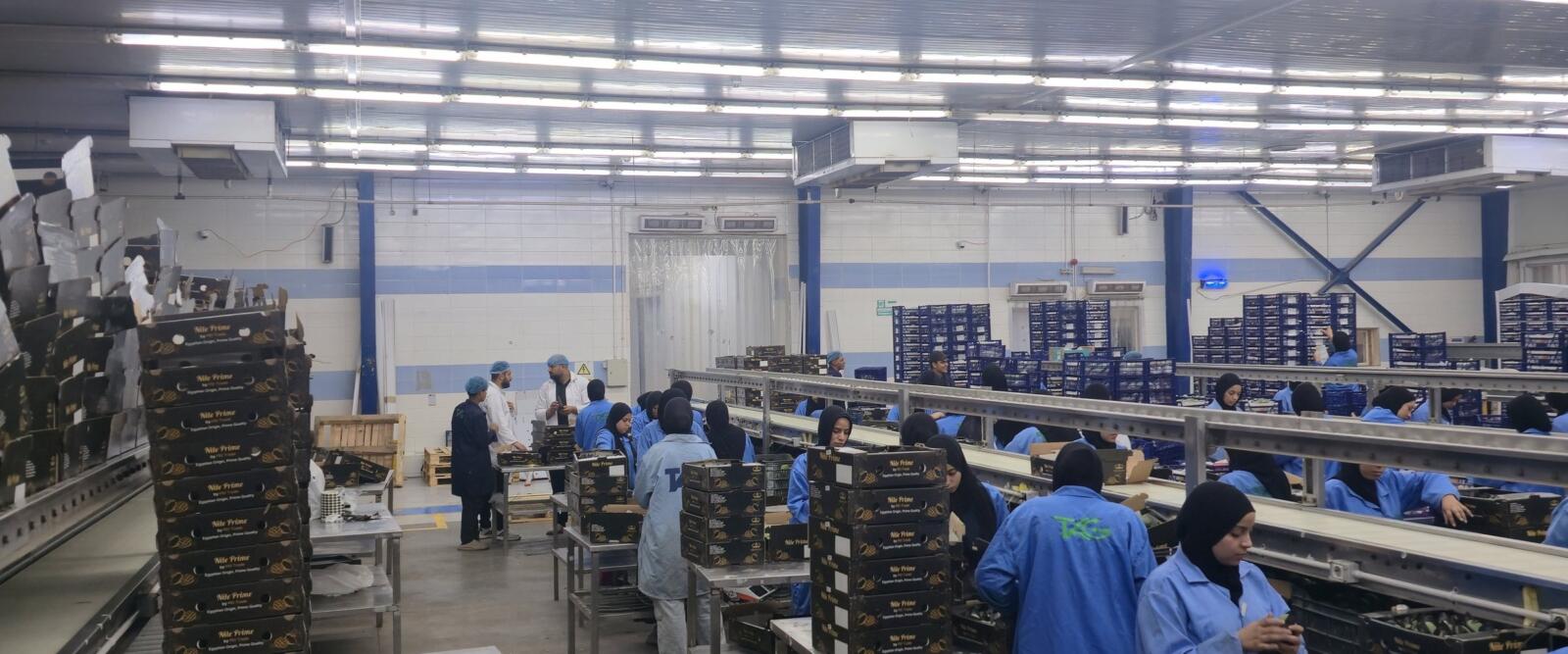 Wide view of an Egyptian mango packhouse packing line