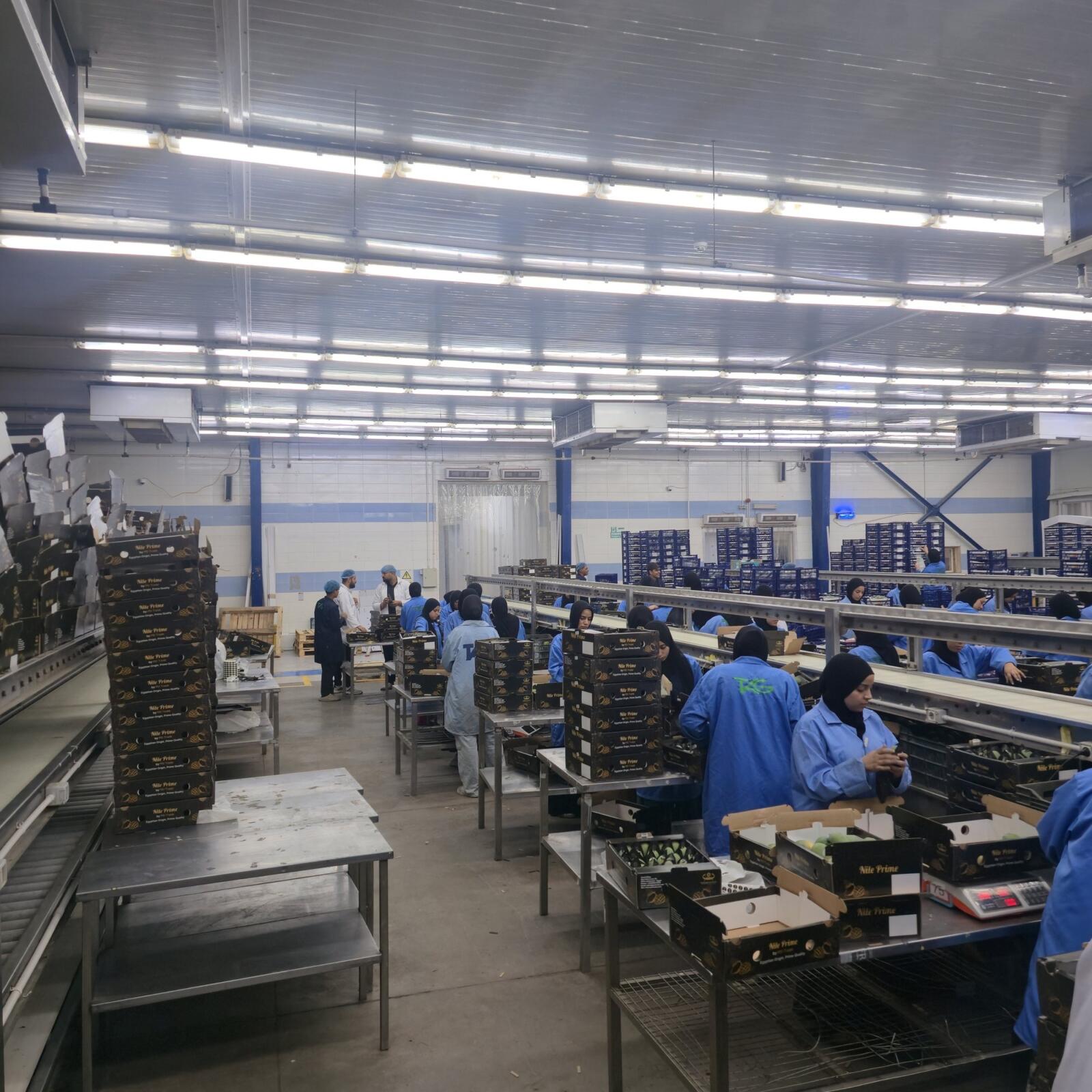 Nile Prime mango packhouse sorting hall with packing tables and export cartons in Egypt
