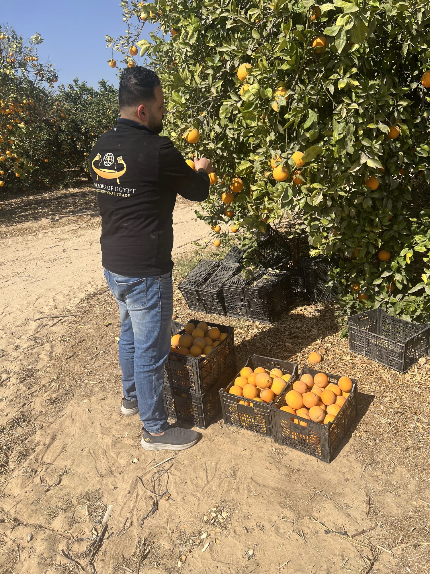 Field crates full of freshly picked Egyptian oranges at harvest