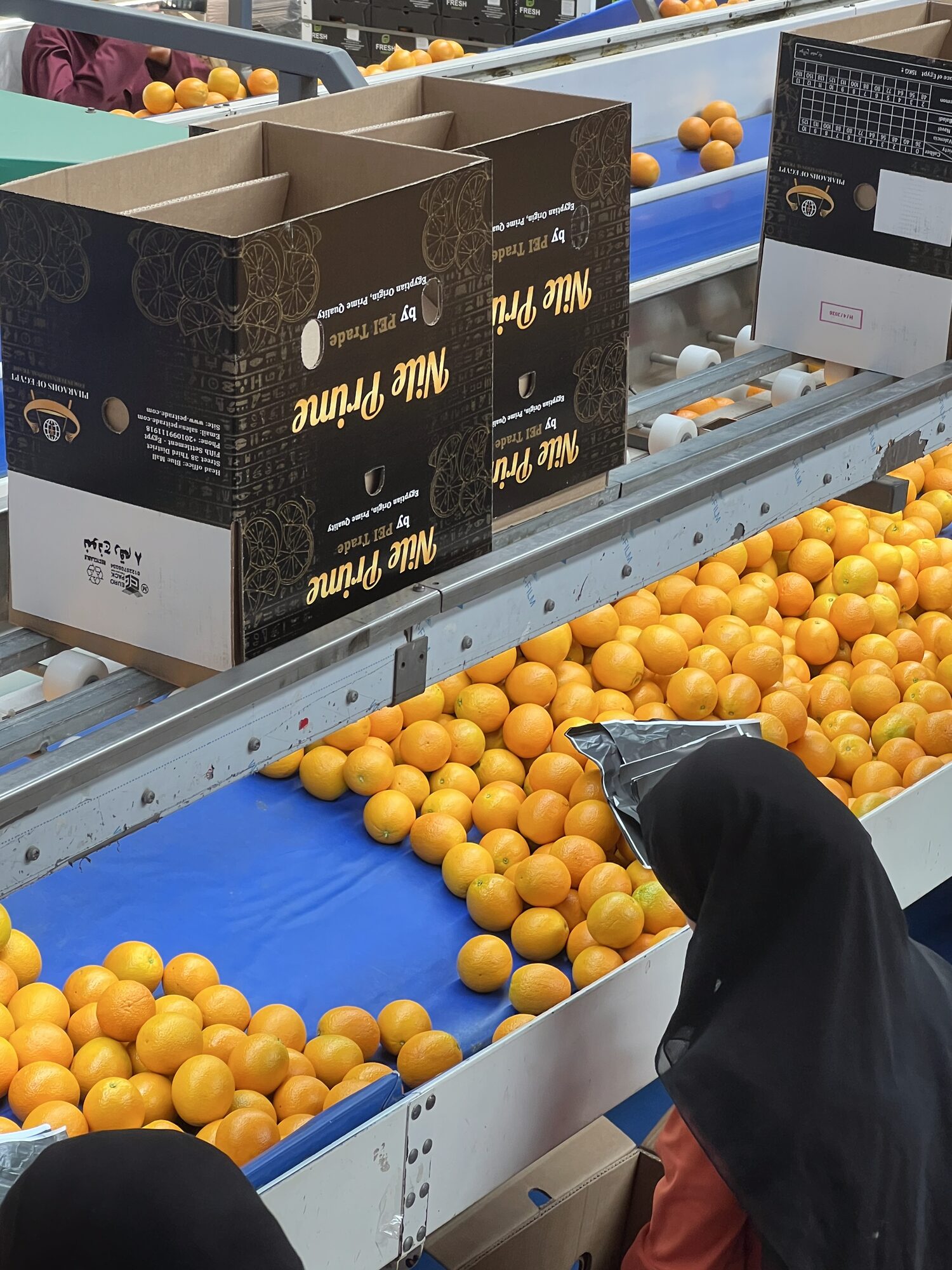 Egyptian oranges China: Filling a Nile Prime orange export carton at the packing bench