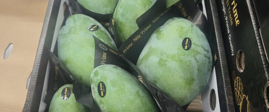 Fresh green Egyptian mangoes in a Nile Prime export carton