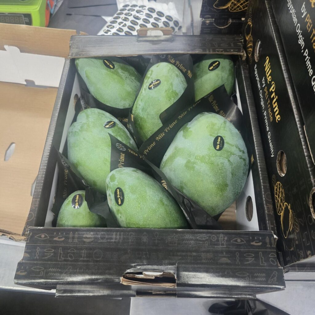 Close-up of large green Egyptian mangoes in Nile Prime sleeves inside the carton