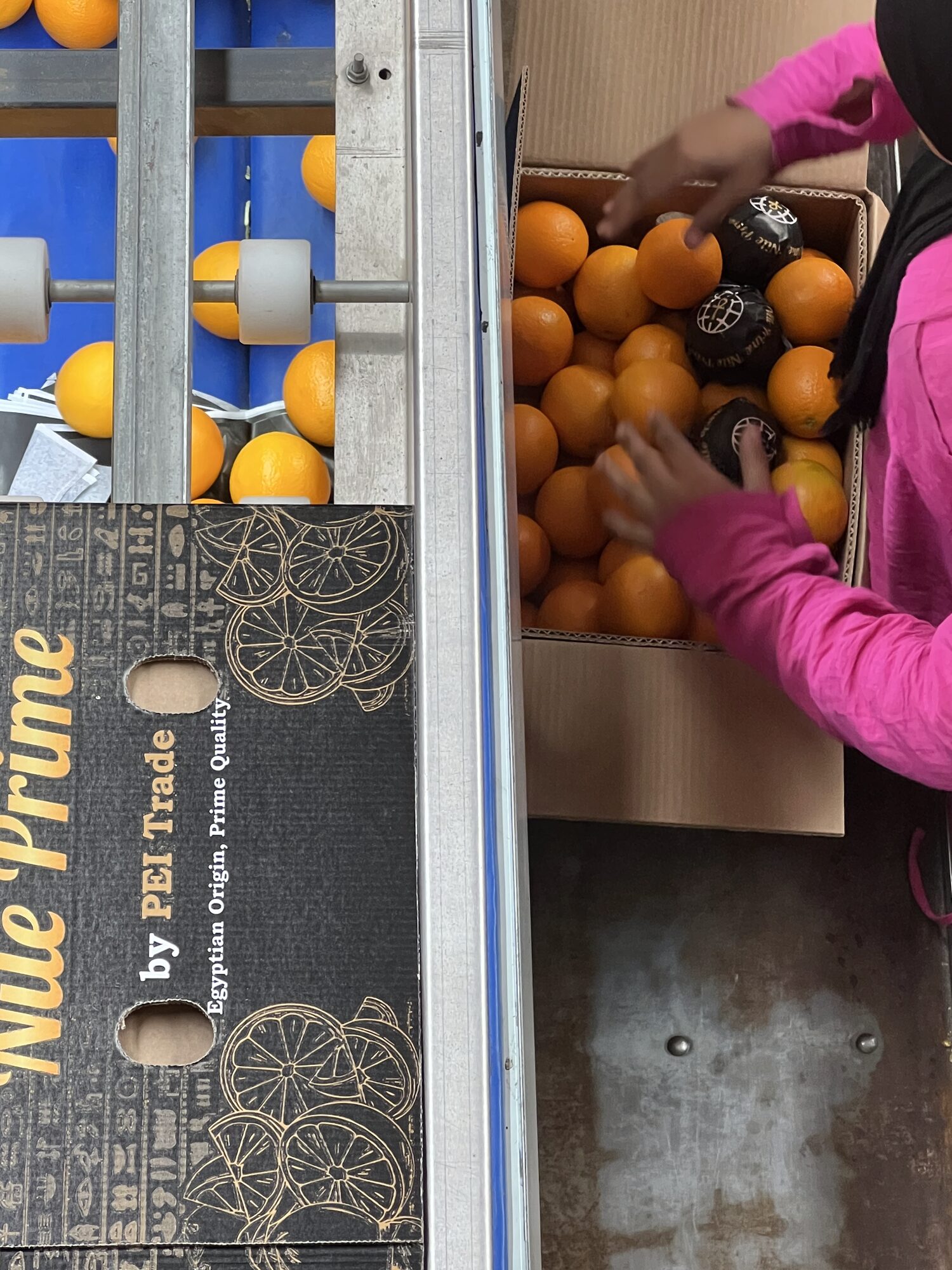 Egyptian oranges India: Hand packing oranges into a branded Nile Prime export carton