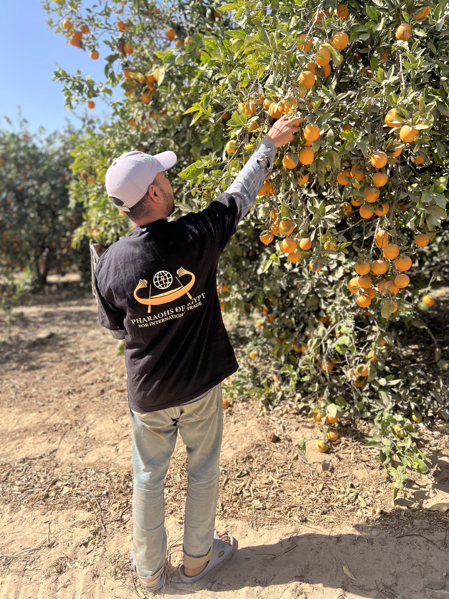 Worker clipping Valencia oranges from the tree during the Egyptian citrus harvest