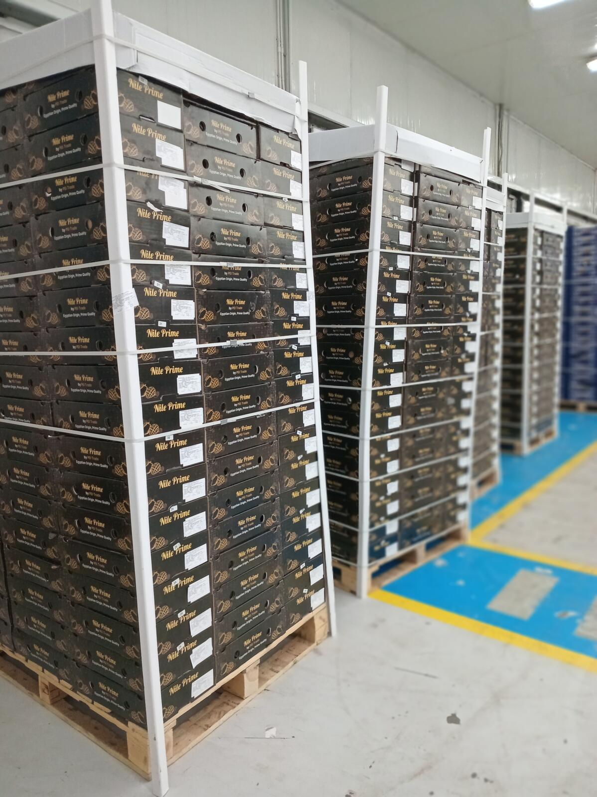 Egyptian mango pallets in cold storage where mango condensation risk is managed before loading