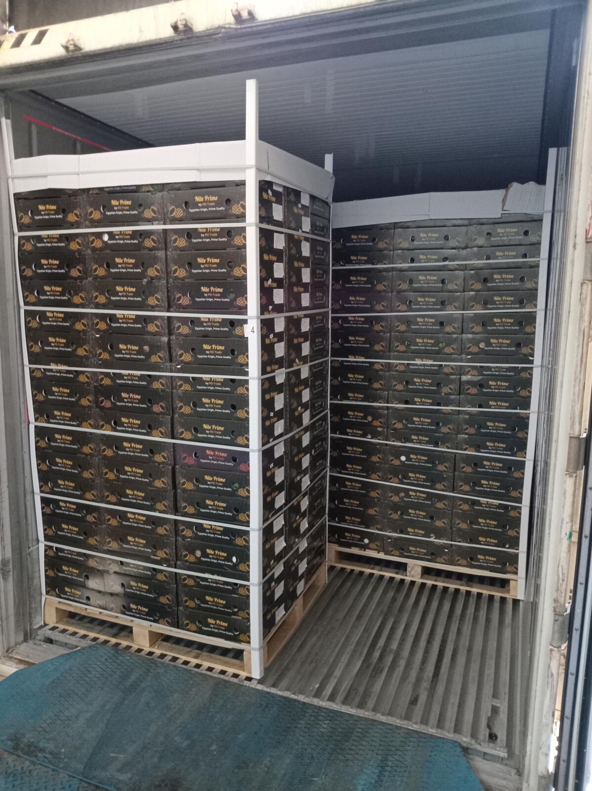 Egyptian mango export pallets secured inside a reefer container
