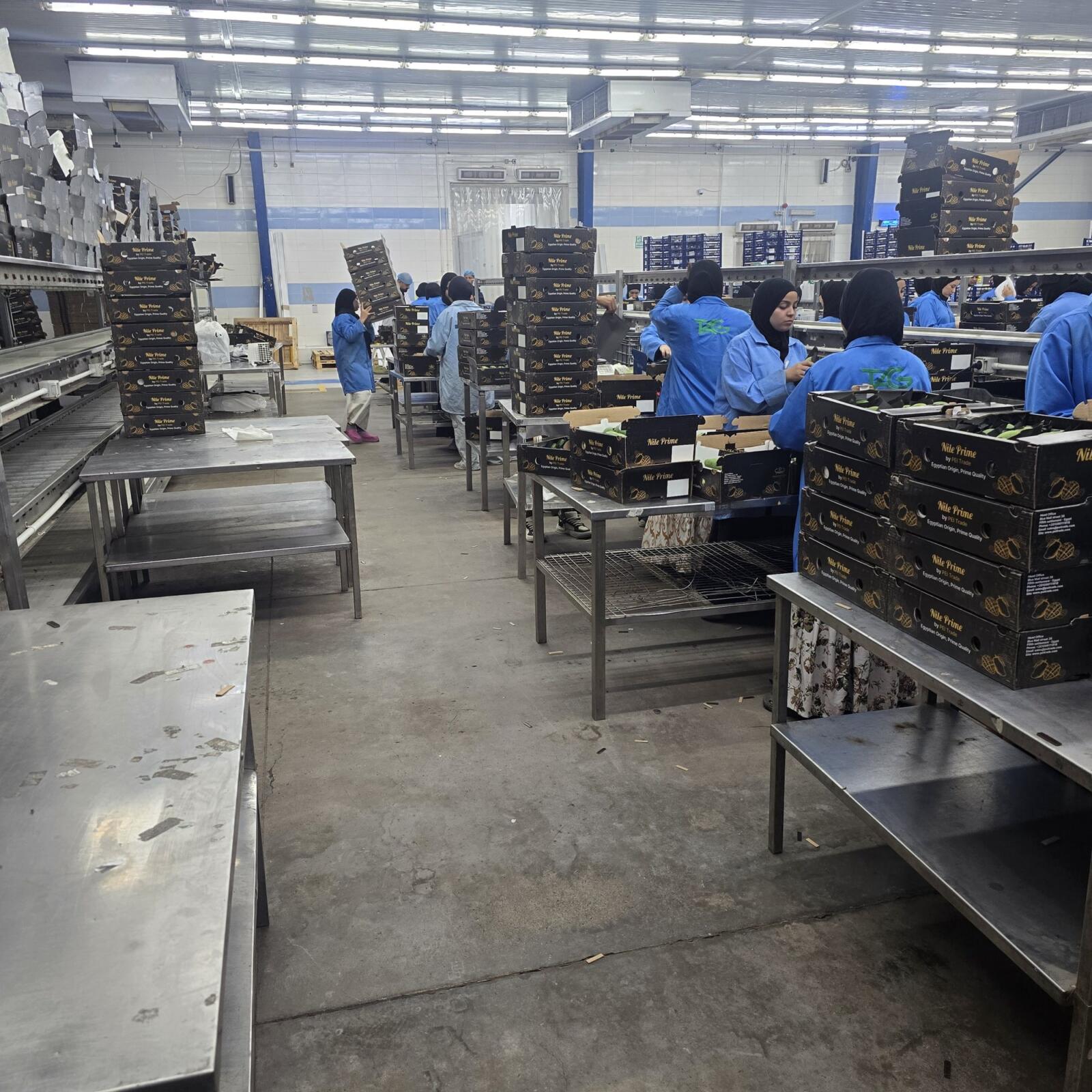 Grading and packing line in Egypt where fruit is inspected before phytosanitary certificate issue