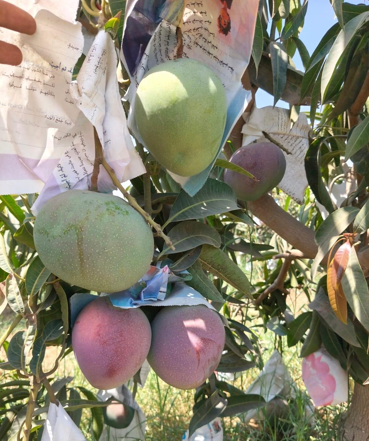 Green and red-blushed mangoes on the tree, showing how mango varieties differ in colour