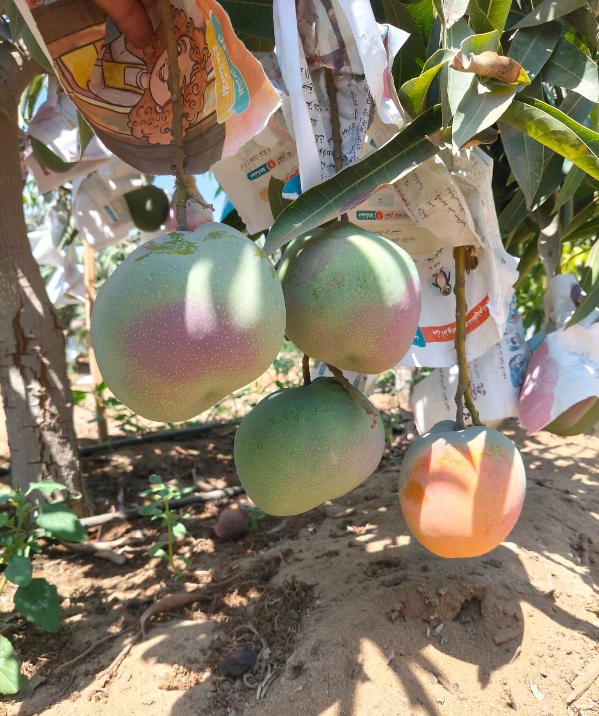 Egyptian mangoes ripening on the tree inside protective paper bags