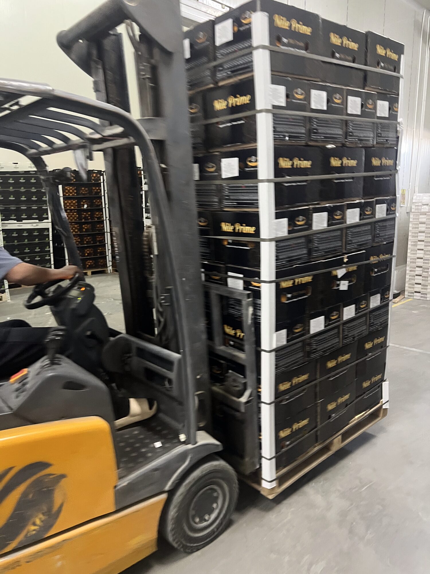 Palletised oranges moving into the cold store, the last stage where citrus decay control is possible
