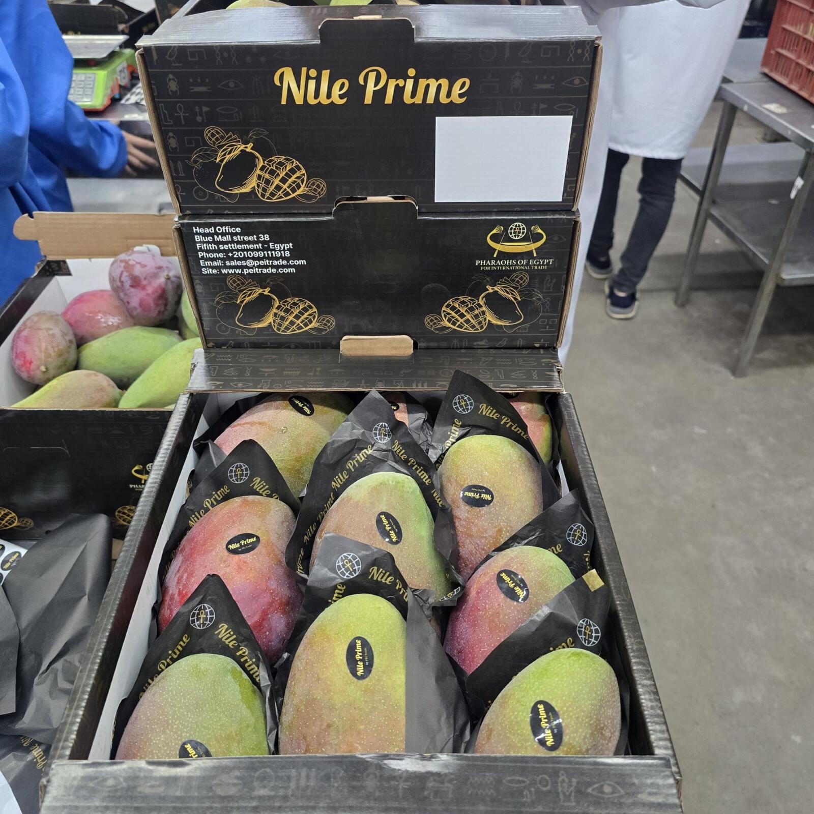 Egyptian mango export carton packed in the week of 26 August 2026