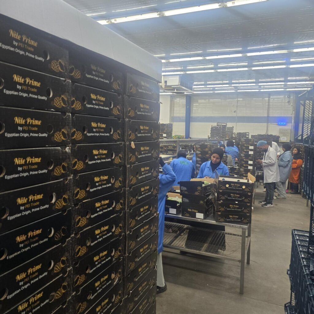 Wall of stacked Nile Prime mango cartons marked Egyptian Origin, Prime Quality