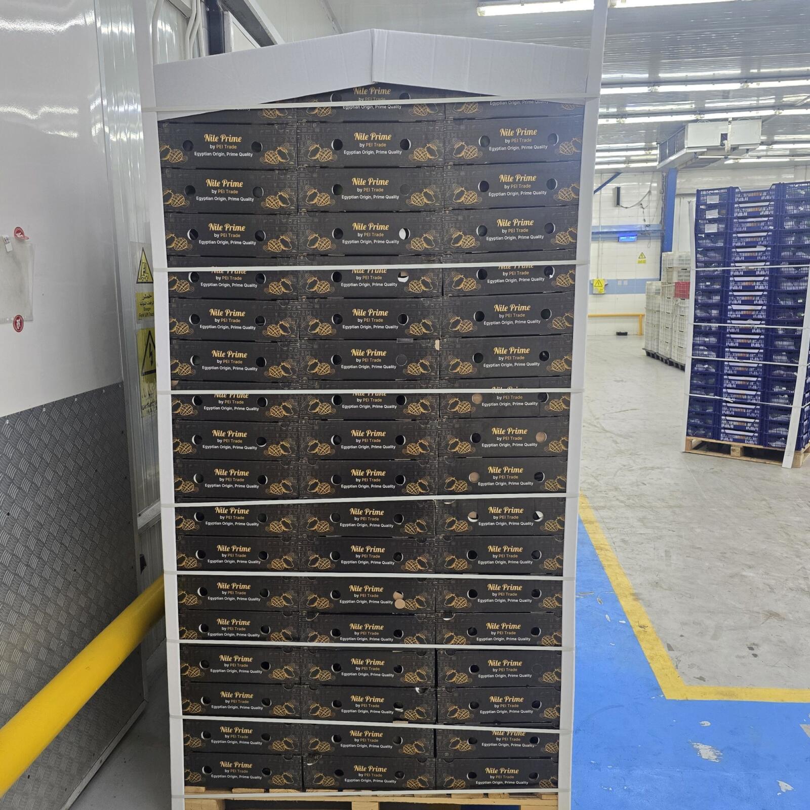 Completed pallet of Nile Prime mango cartons in an Egyptian packhouse