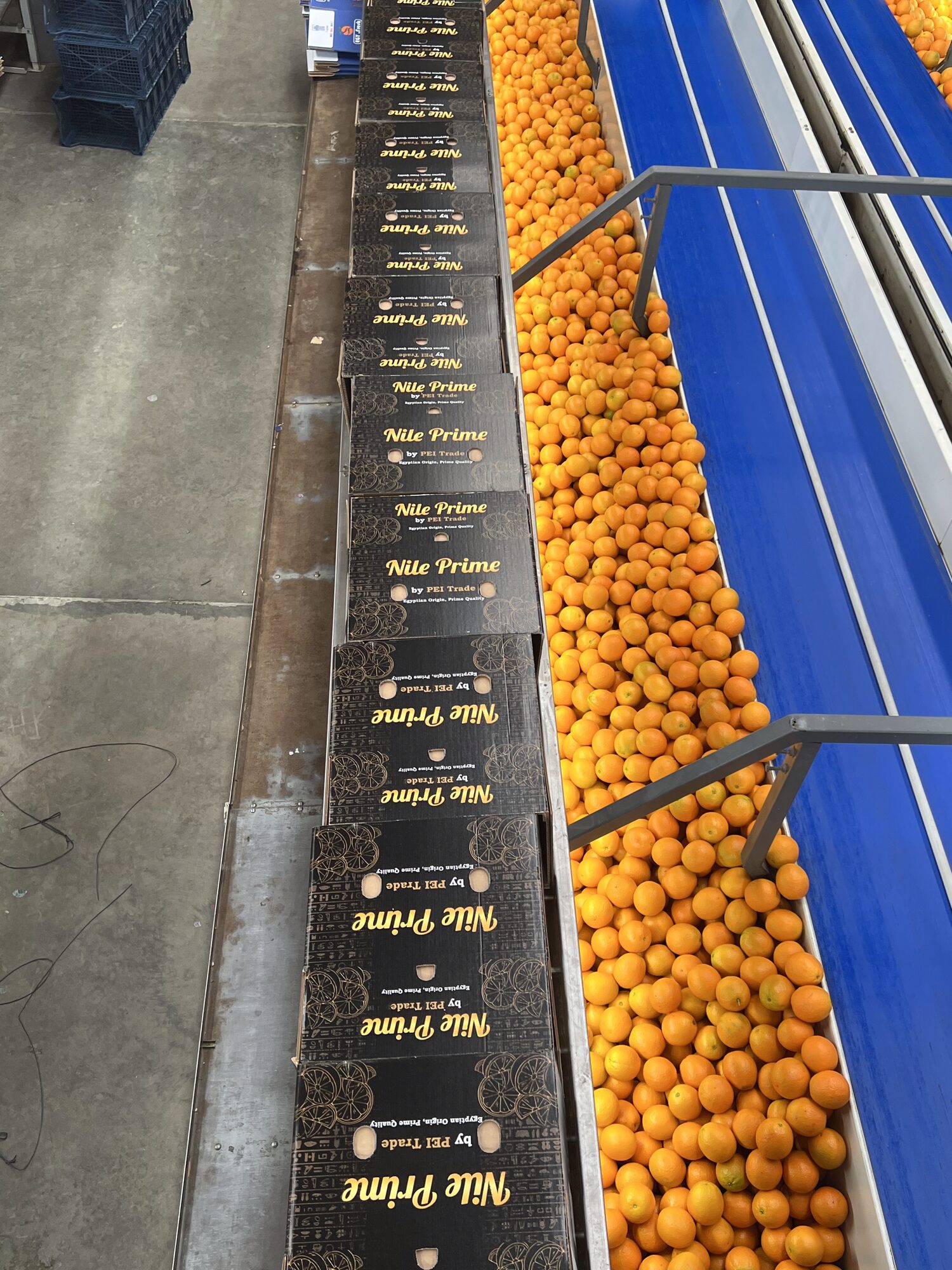 Nile Prime orange export cartons staged above the grading belt