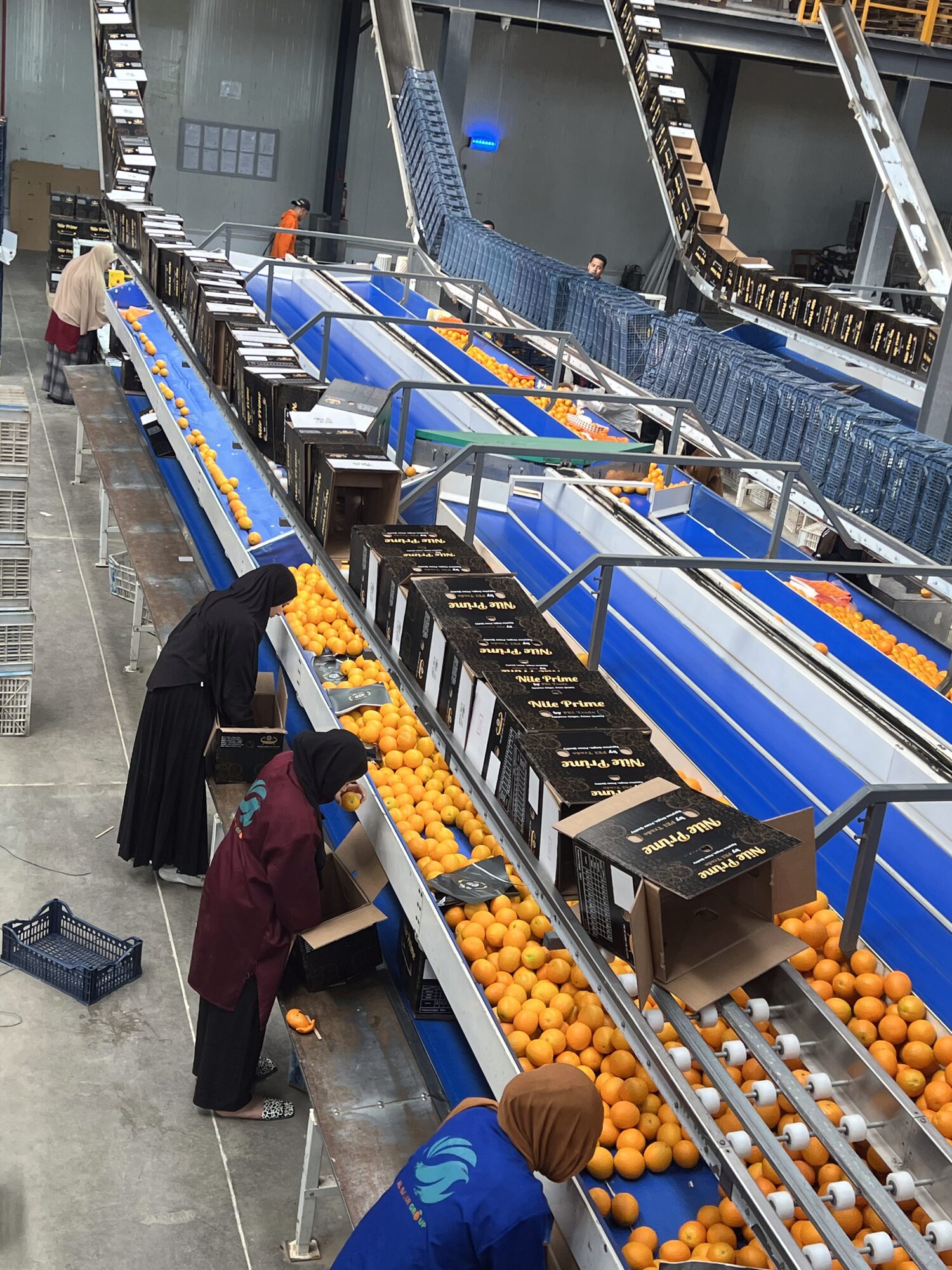 Nile Prime orange export packing line in operation