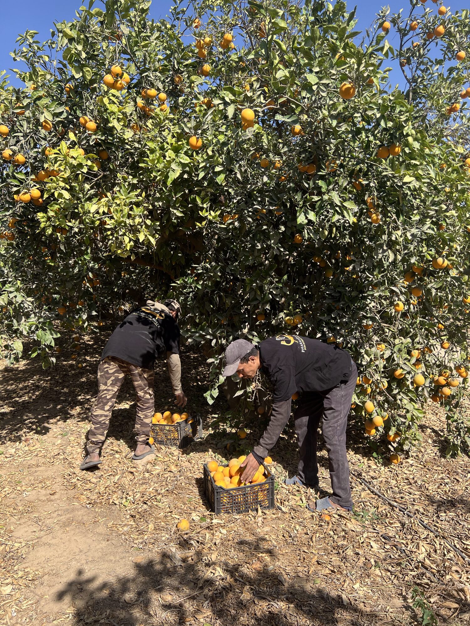 Harvest team loading picked oranges into a field crate