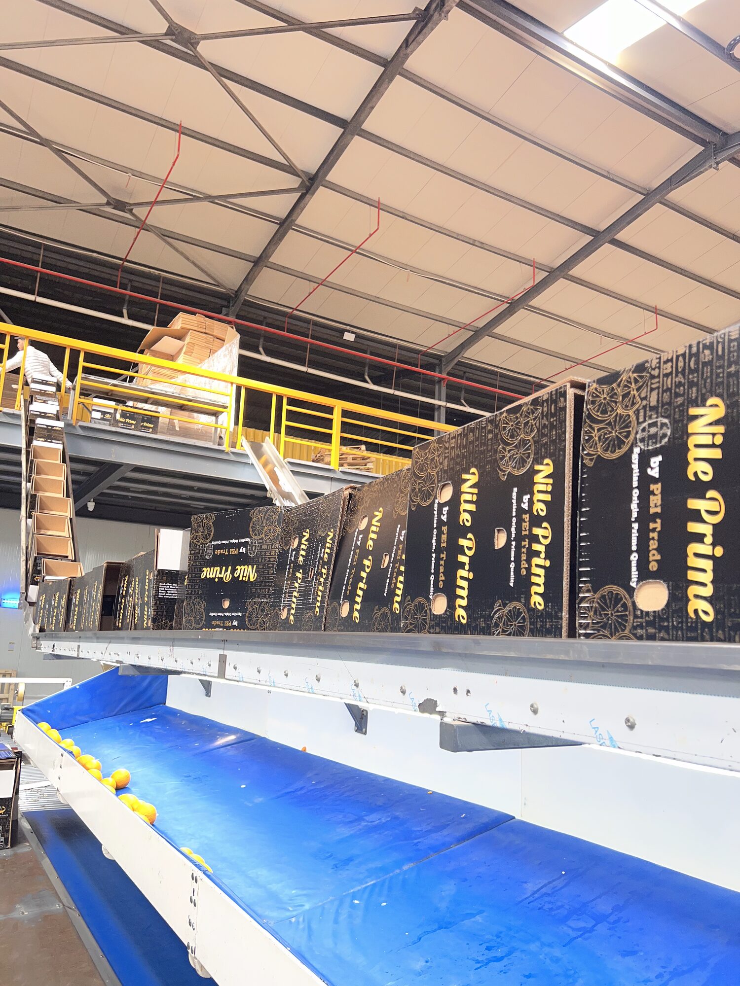Nile Prime orange packhouse sorting hall with grading belts in Egypt