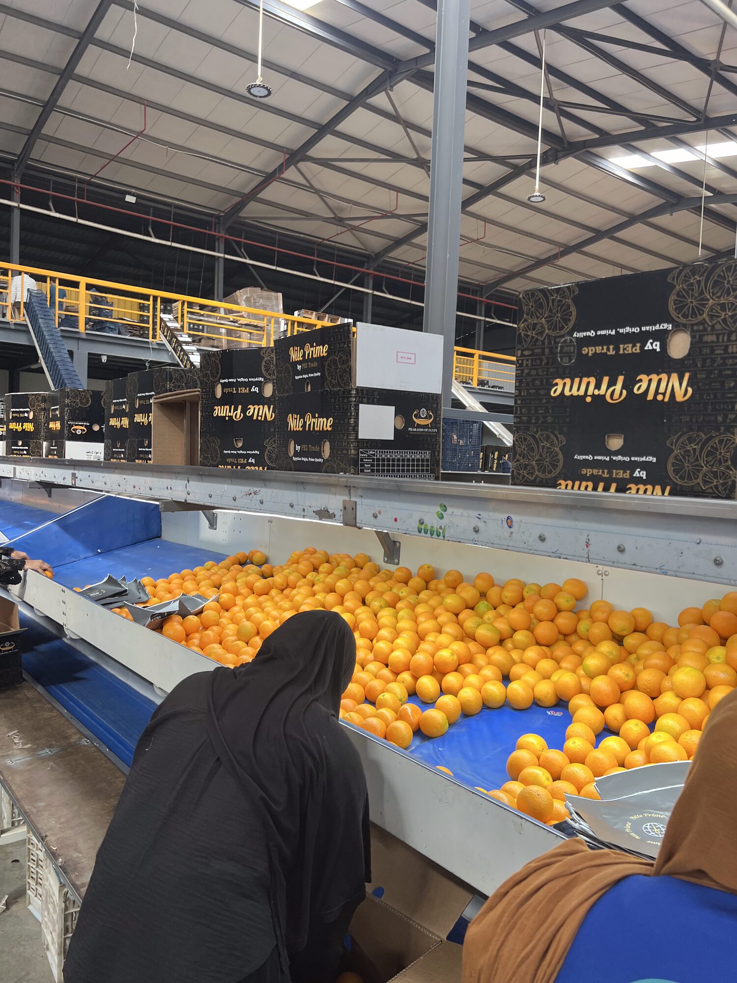 Orange packing station at the Nile Prime packhouse