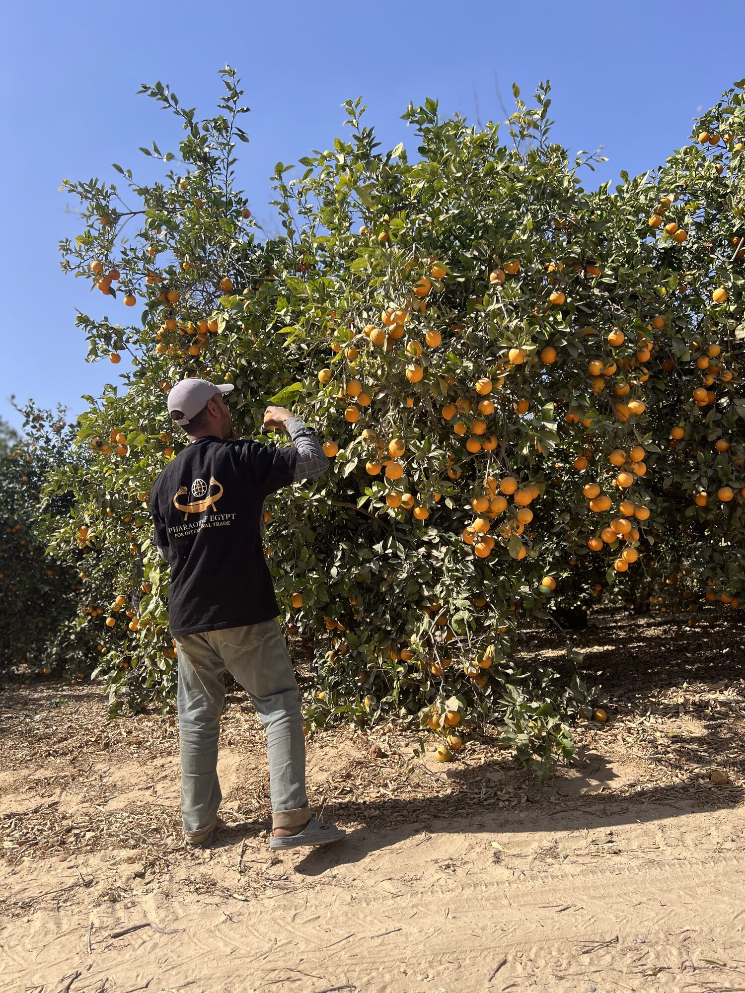 Orange picker at work in an Egyptian citrus orchard