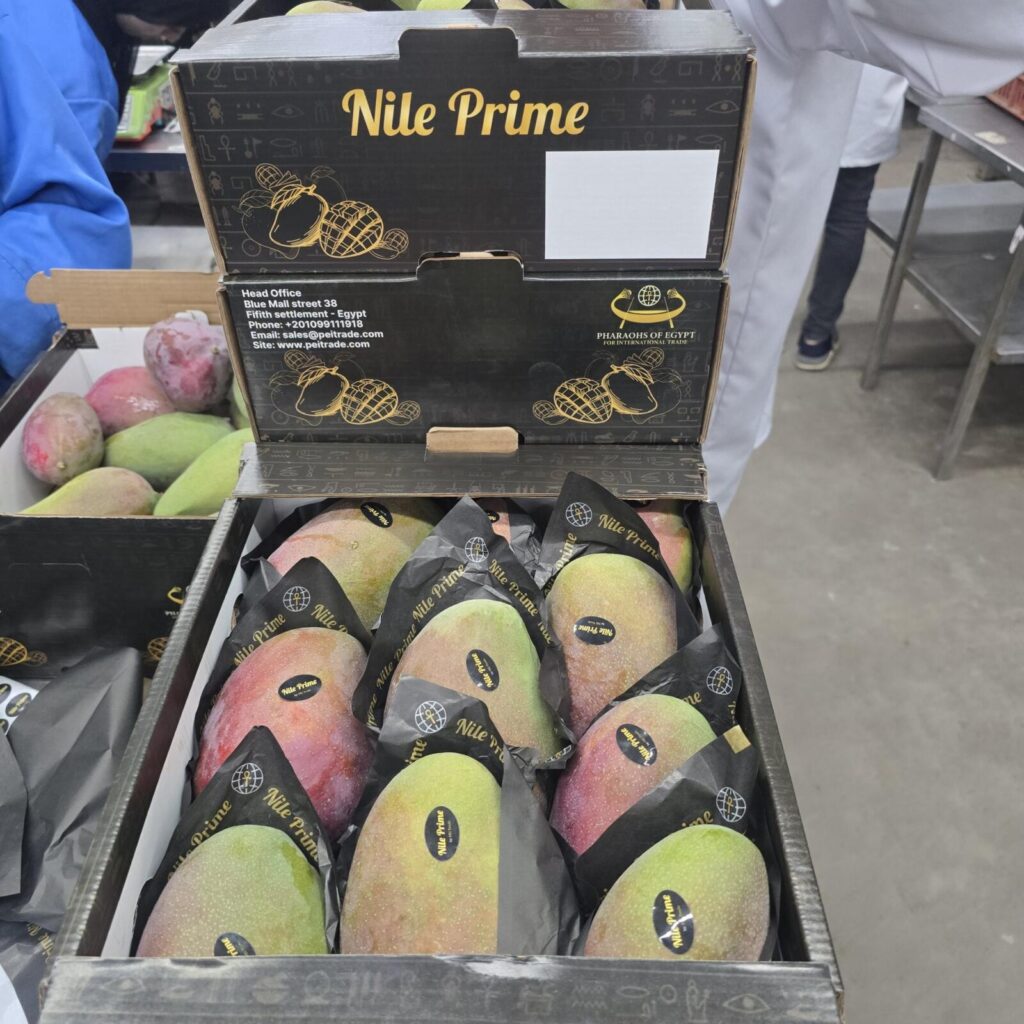 Nile Prime branded mango carton open to show packed Egyptian mangoes in sleeves