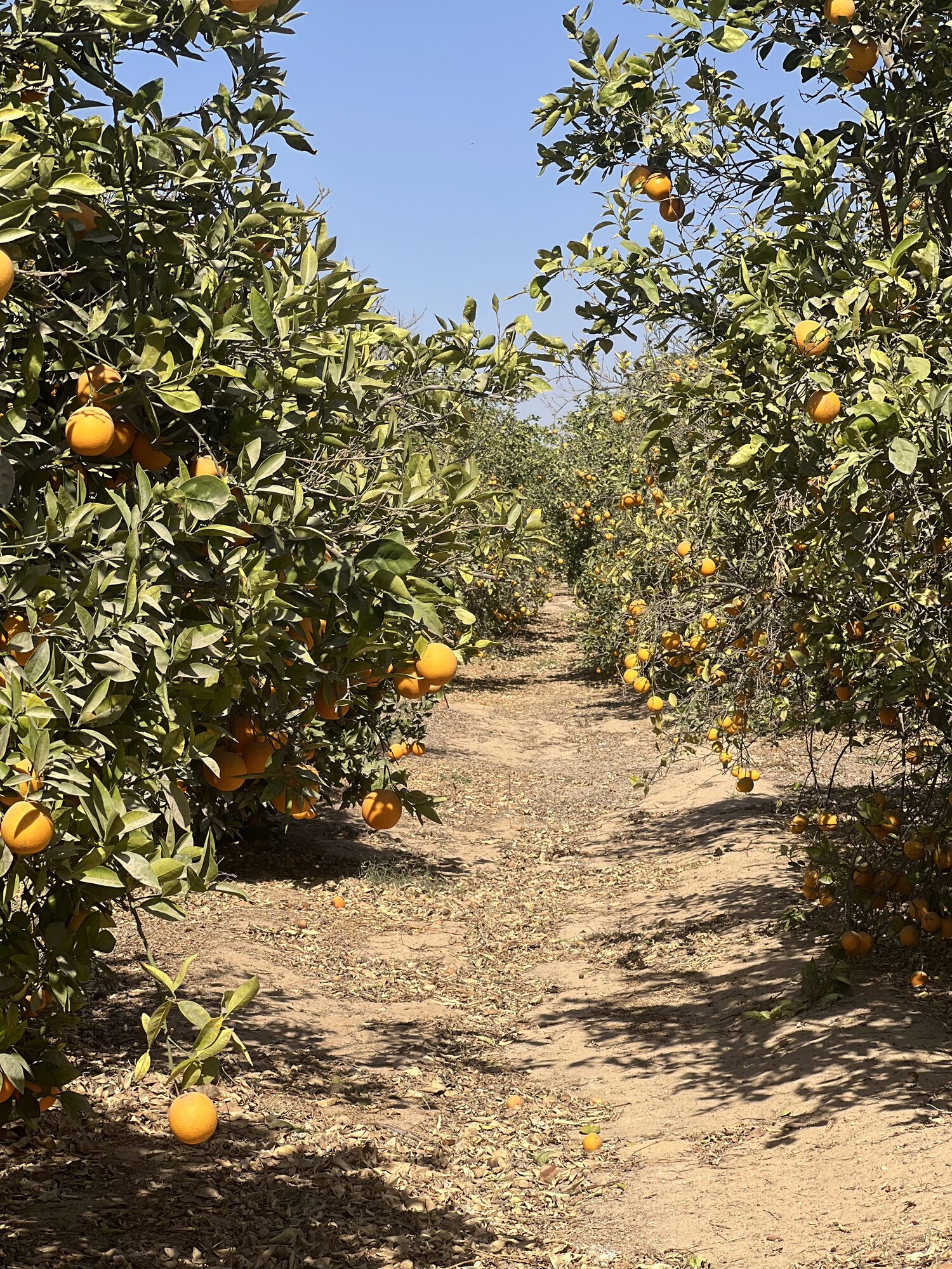 Ripe Valencia oranges hanging on the branch in an Egyptian grove