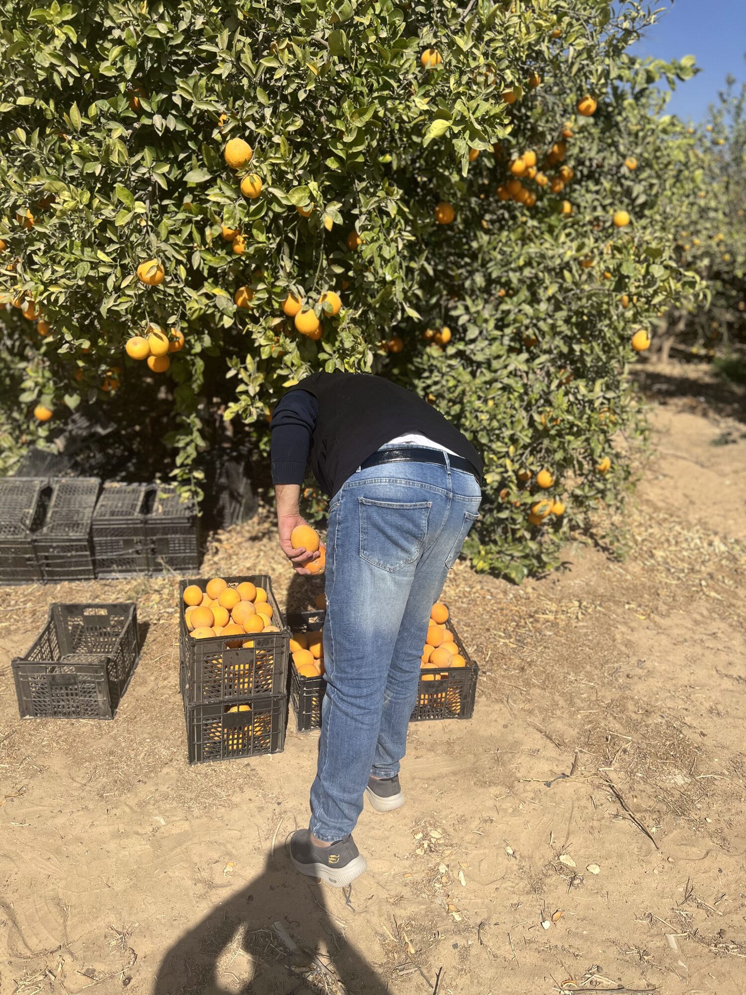 Sorting picked oranges into field crates during the harvest