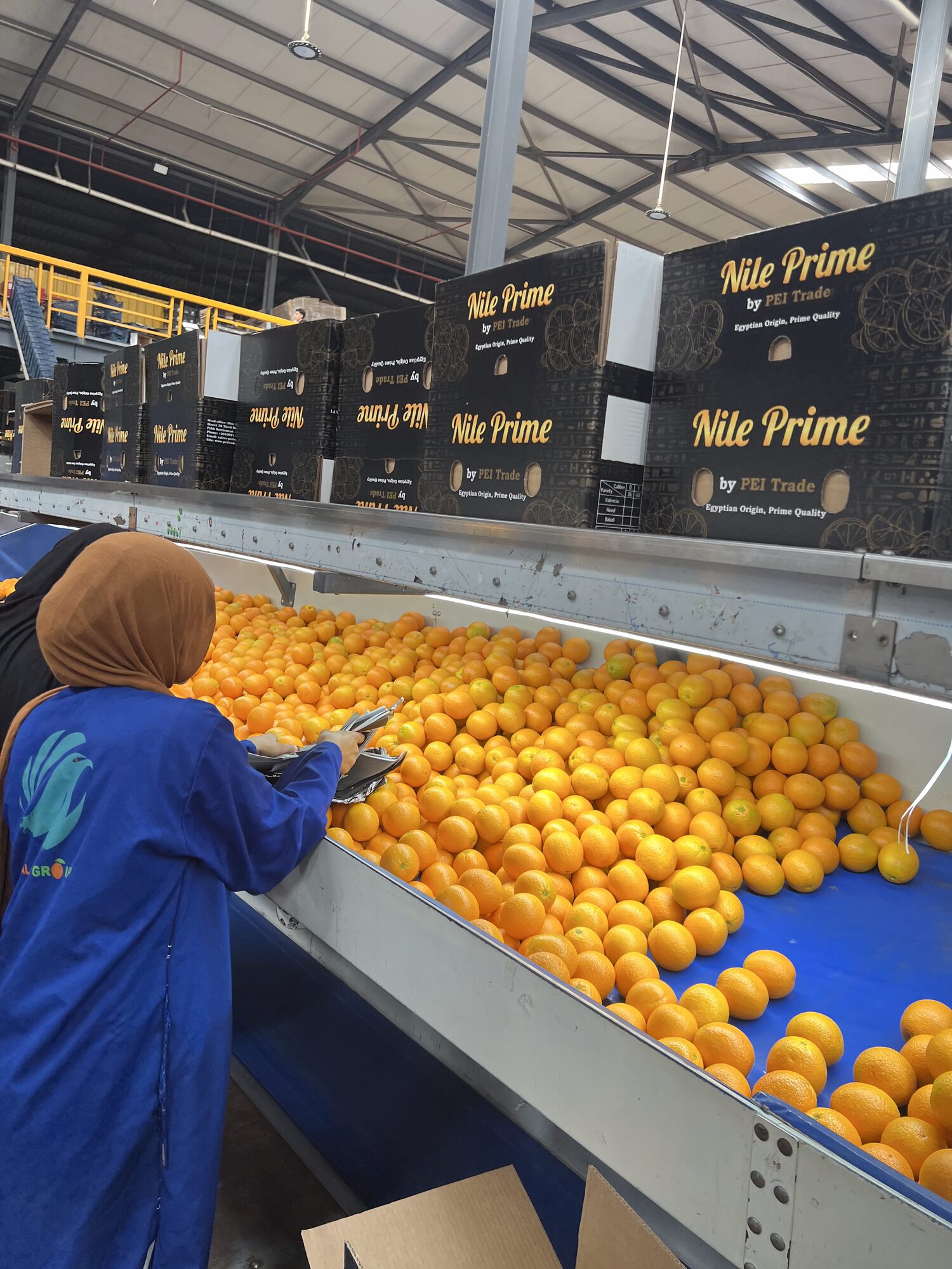 Worker sorting oranges on the packhouse grading belt