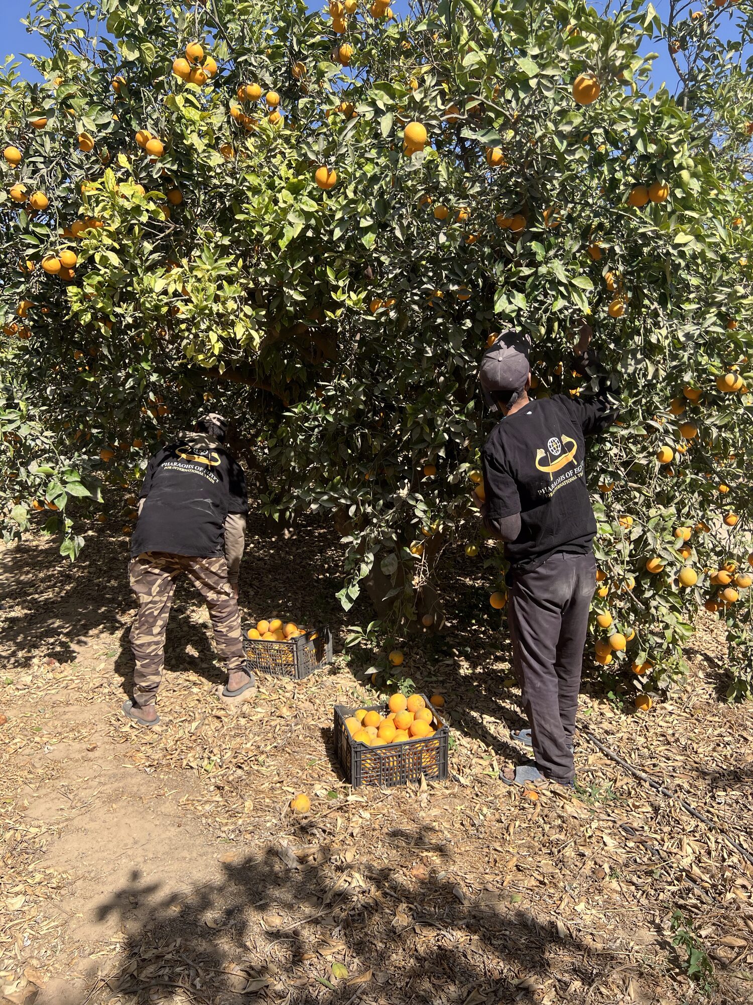 Two workers harvesting oranges in an Egyptian orchard row