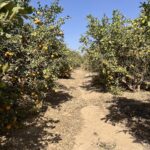 Valencia orange grove in Egypt during the harvest window